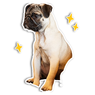犬