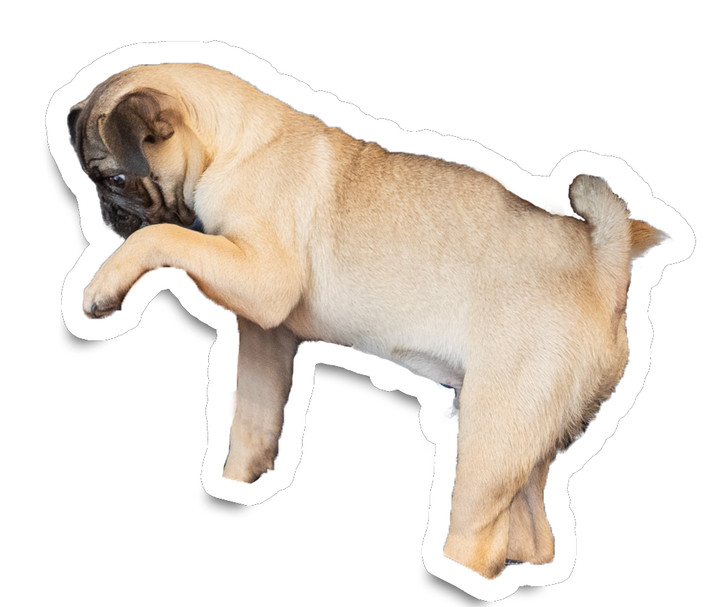 犬