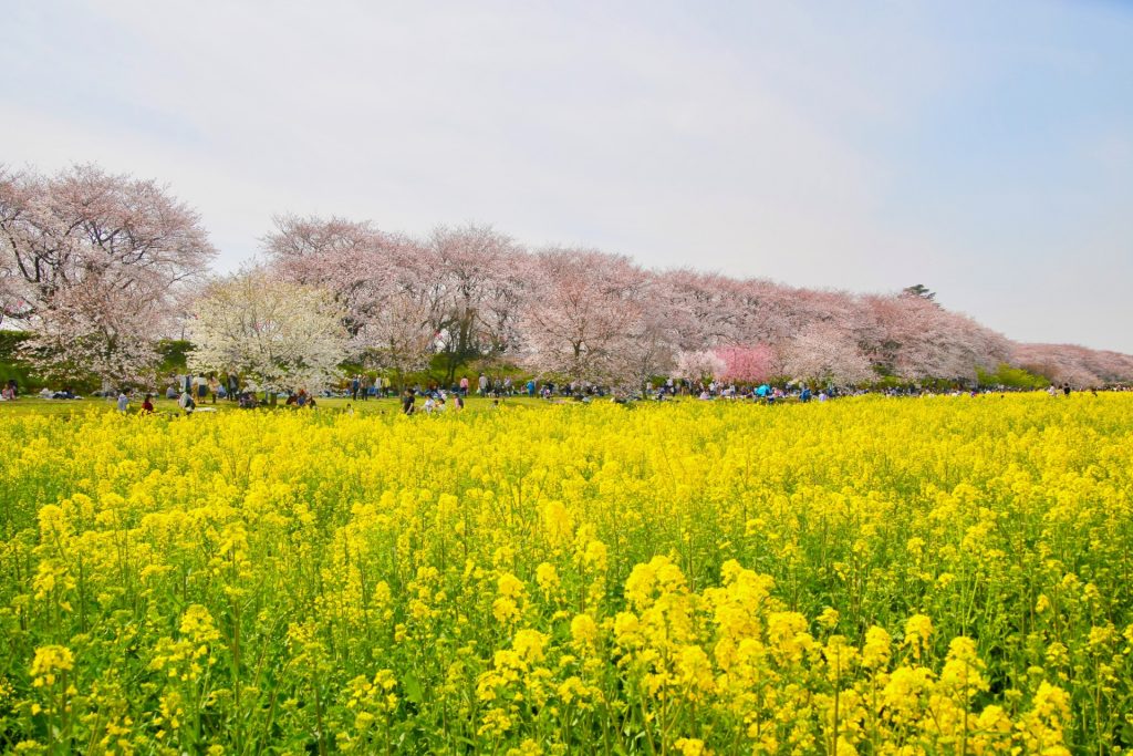 幸手市