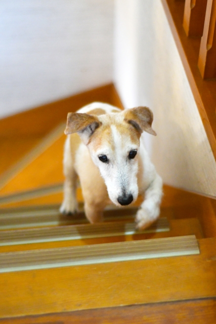 階段を昇る犬