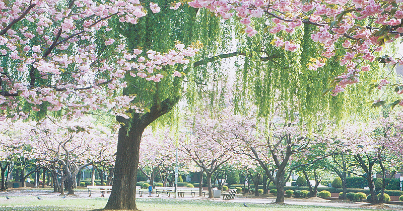 三郷市の公園