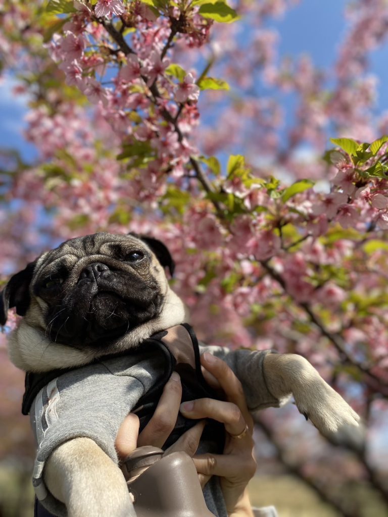 かばやきくん犬生初の桜　｜　コーディネーター責任者　佐々木　萌美