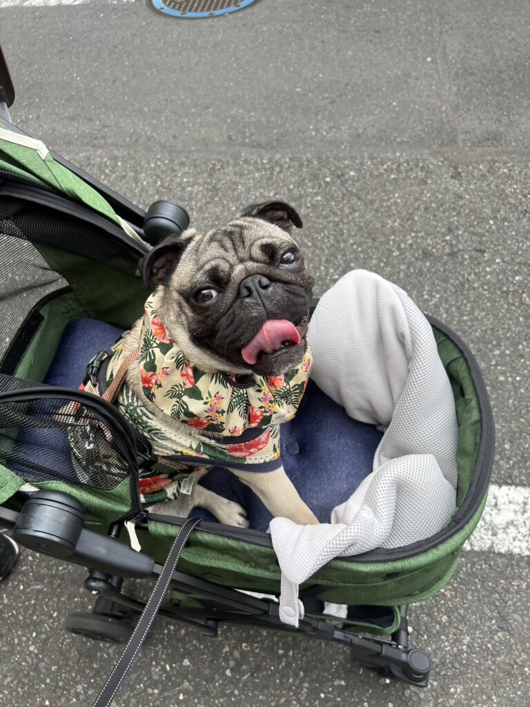 かばやきくんと代々木公園　｜　コーディネーター責任者　佐々木　萌美