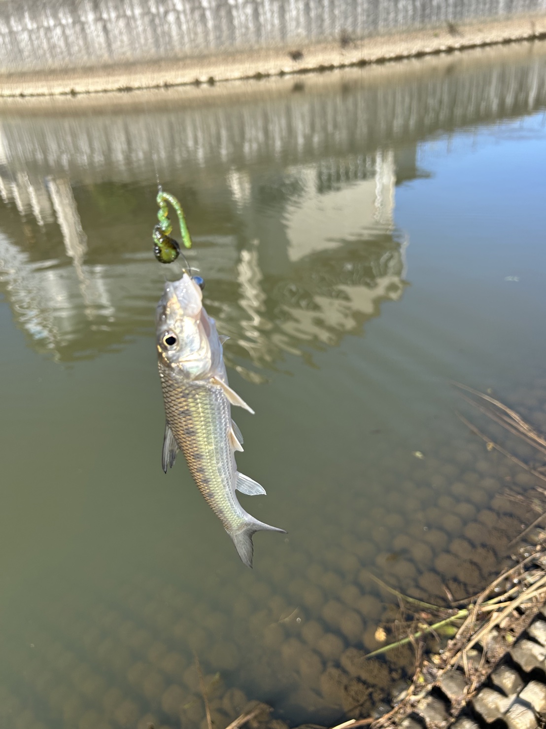 この魚知っていますか？｜ハウスアドバイザー責任者　勝田　航平 アイチャッチ