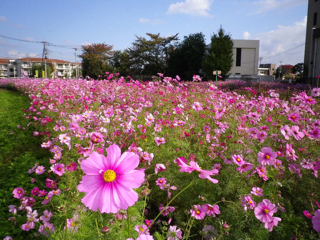 久喜市内のコスモス畑