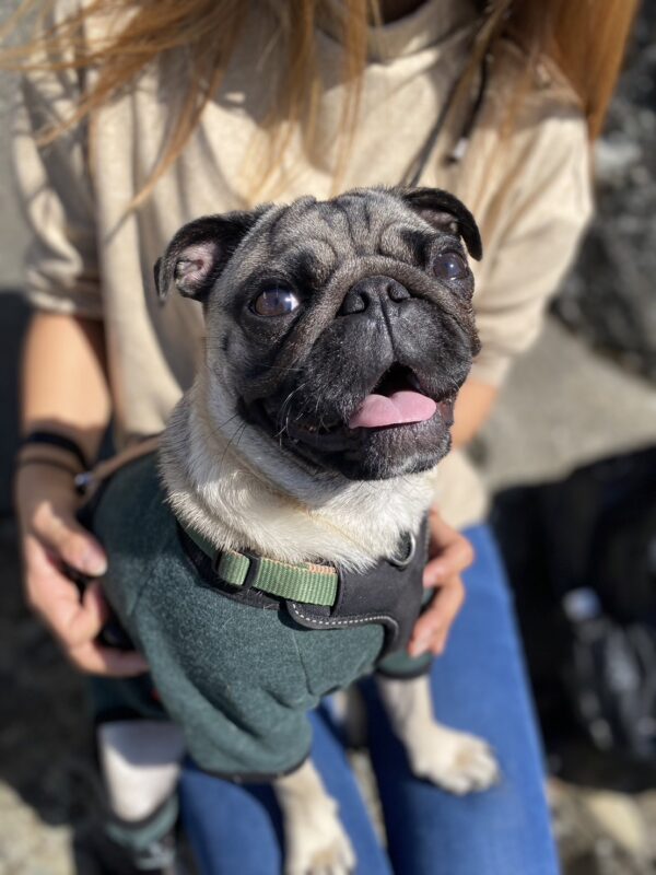 かばやきくん犬生初登山　｜　コーディネーター責任者　佐々木　萌美 アイチャッチ