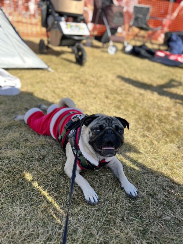 かばやきくんと鼻短犬祭2023クリパ①　｜　コーディネーター責任者　佐々木　萌美 アイチャッチ