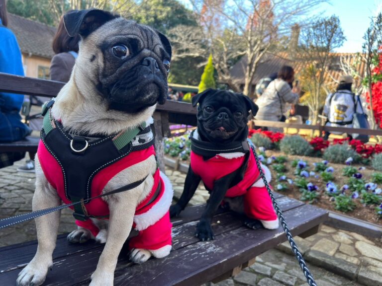 かばやきくんと鼻短犬祭2023クリパ②　｜　コーディネーター責任者　佐々木　萌美