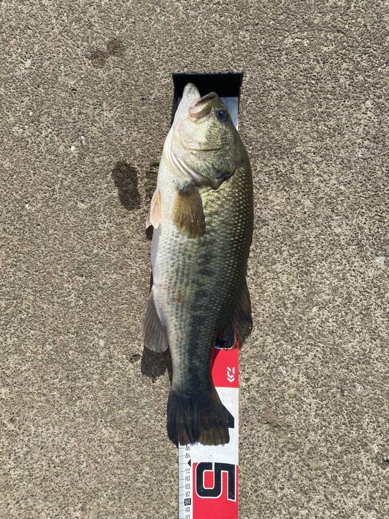 久しぶりの釣りブログ｜ハウスアドバイザー責任者　勝田　航平