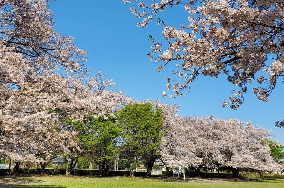 杉戸西近隣公園の写真